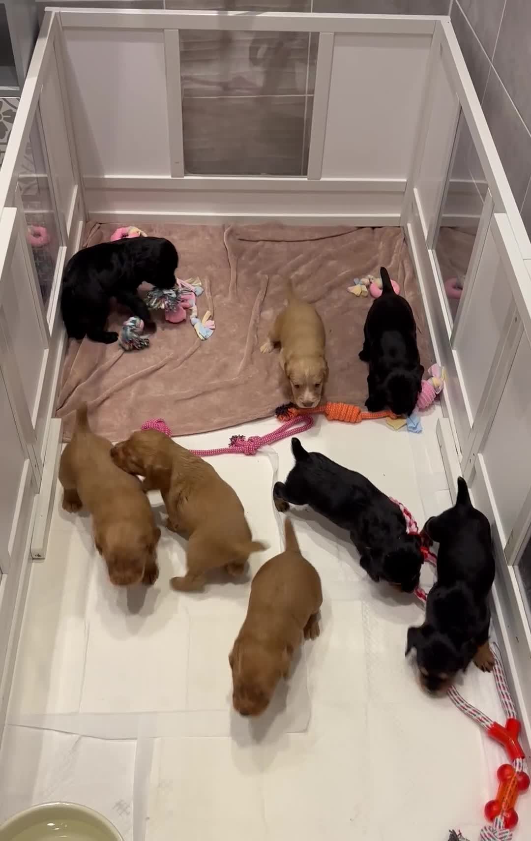 Cocker Spaniel dogs for sale: Working Cocker Spaniels  - Video 1