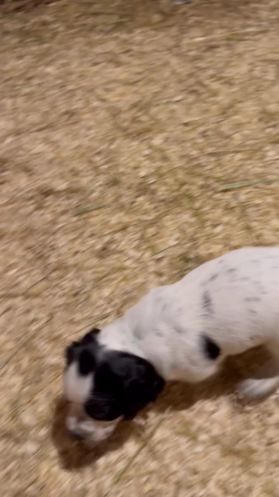 Cocker Spaniel dogs for sale: One blue roan cocker boy left - Video 3