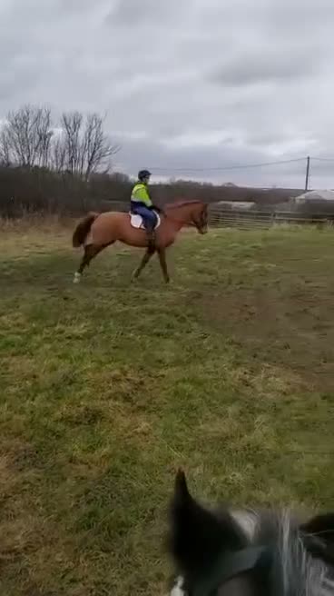 Irish Sports horses for sale: Khal  9 year old 17.2/3hh Irish sport horse  - Video 3