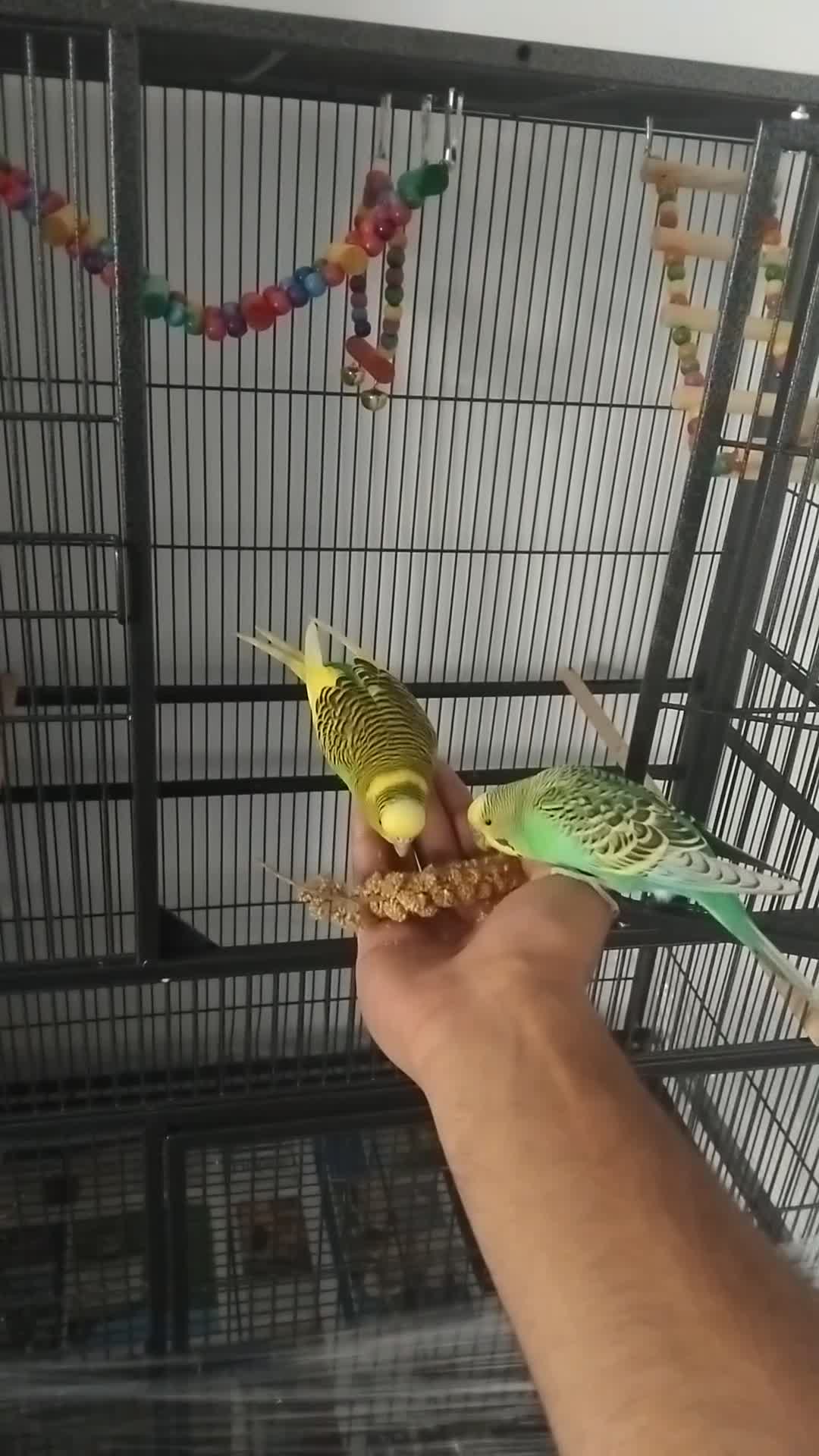 Budgerigars birds for sale: My beatiful budgies for sale to good home in Keighley - Video 1