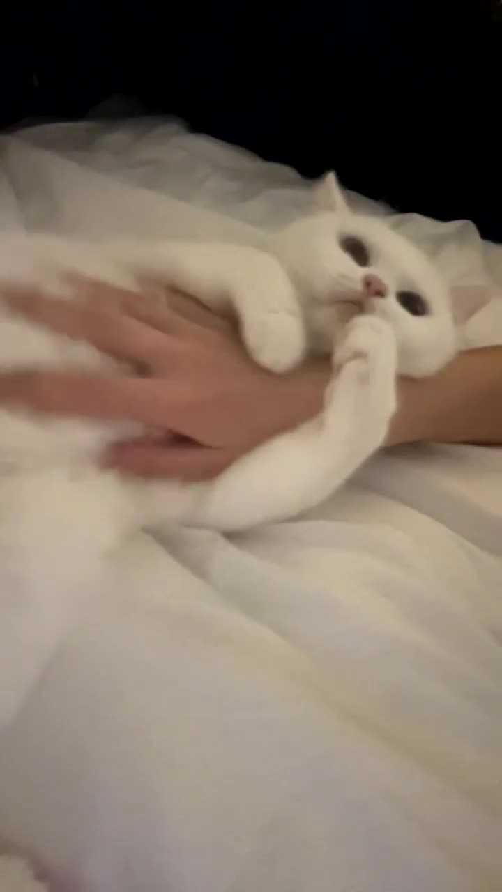 British Shorthair cats for sale: British short hair  - Video 2