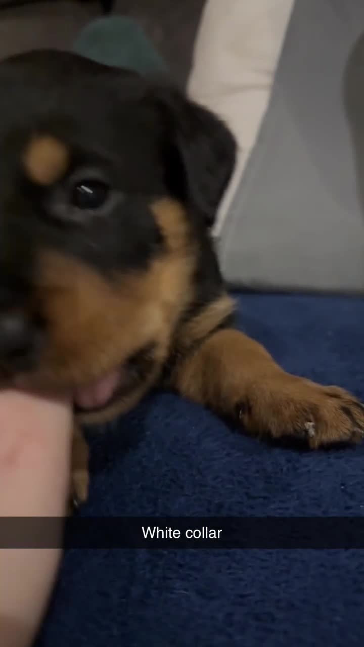 Rottweiler dogs for sale: Gorgeous Rottweiler puppies - Video 3