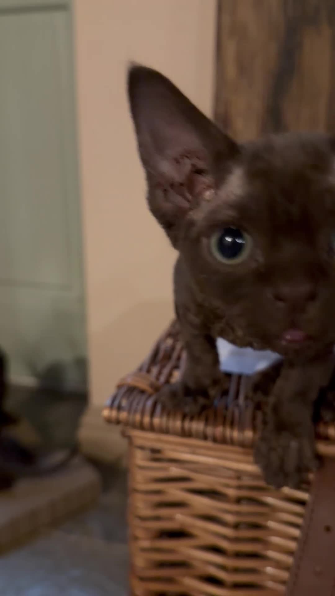Devon Rex cats for sale:  GCCF registered  Devon Rex kittens available  in Leominster - Video 4
