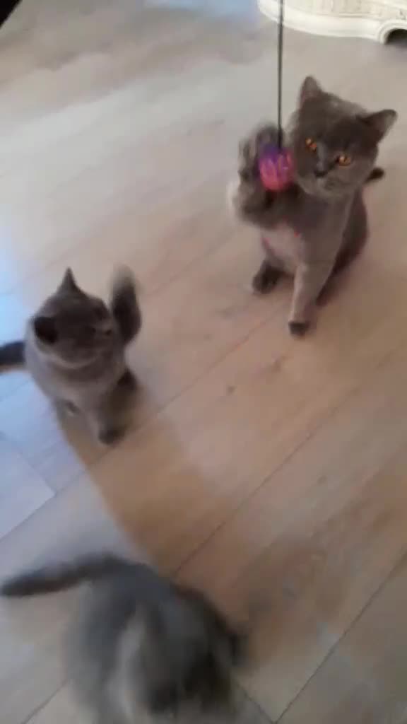 British Shorthair cats for sale: BEAUTIFUL BRITISH SHORTHAIR BOY AND GIRL  - Video 3