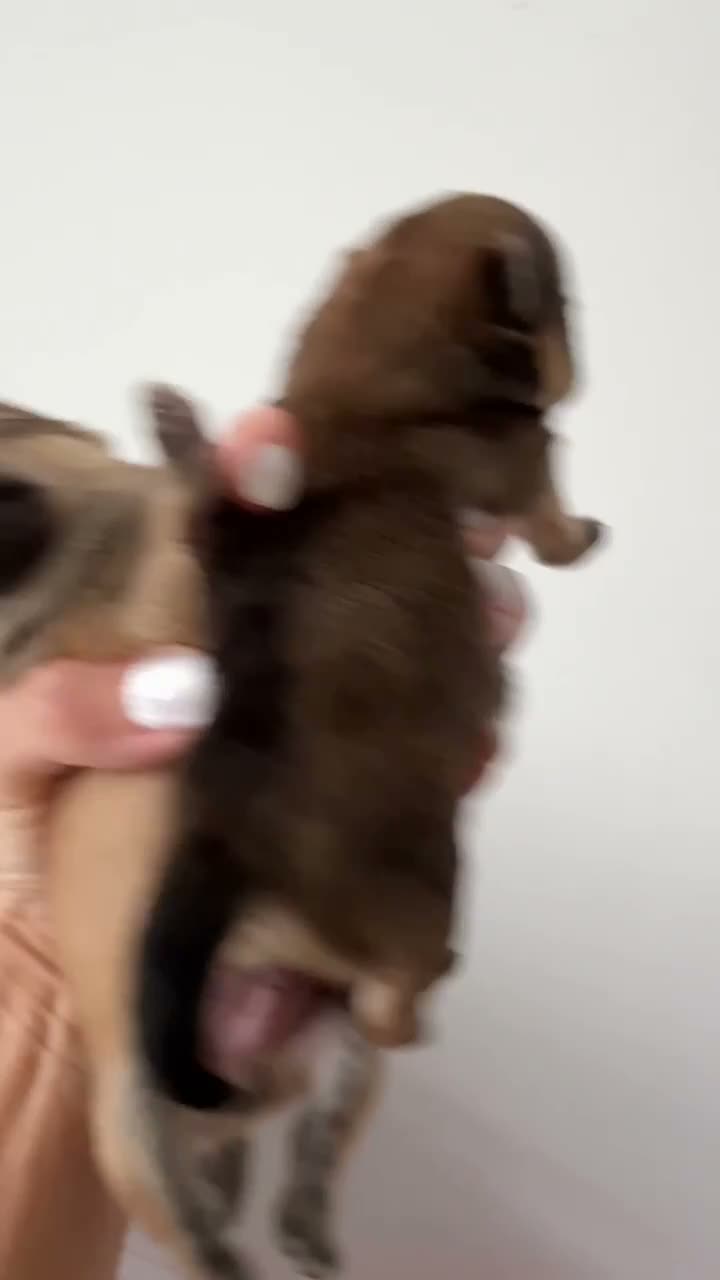 Pomeranian dogs for sale: Gorgeous small Pomeranian puppies 🐻 - Video 1