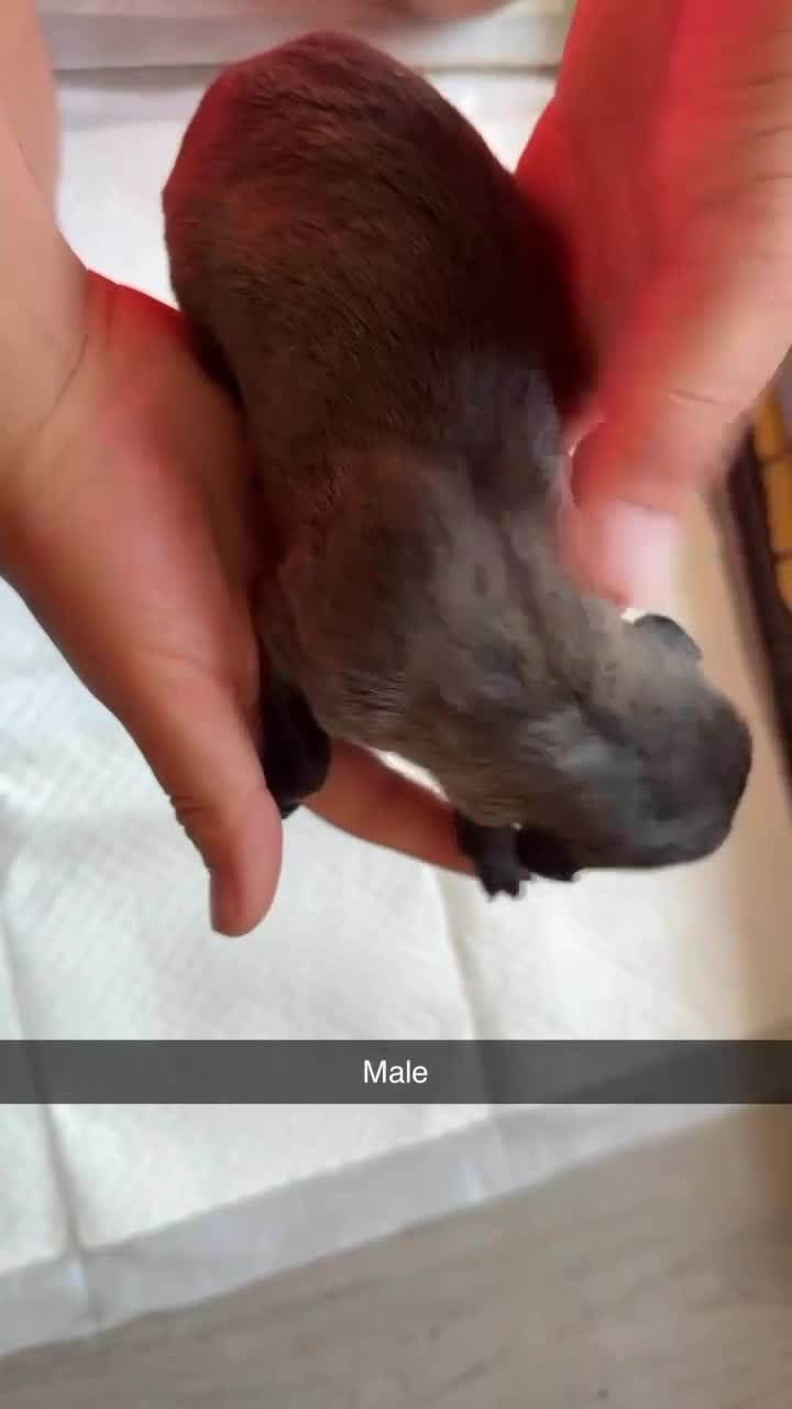 Lurcher dogs for sale: Collie bull greyhound  - Video 1