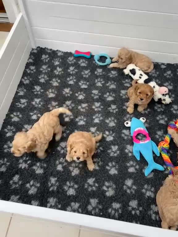 Cockapoo dogs for sale: Delightful cockapoo pups - Video 1