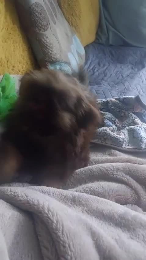 Shih Tzu dogs for sale: Female imperial shih tzu  - Video 1