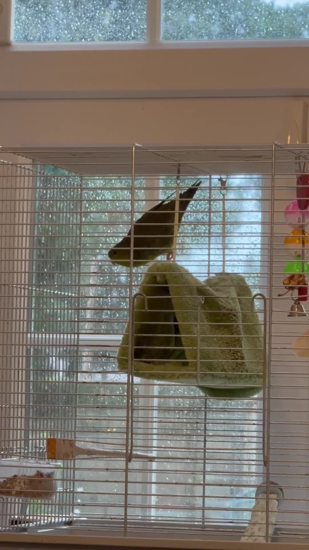 Parakeets birds for sale: Perfect young companion linee parakeet!  - Video 2