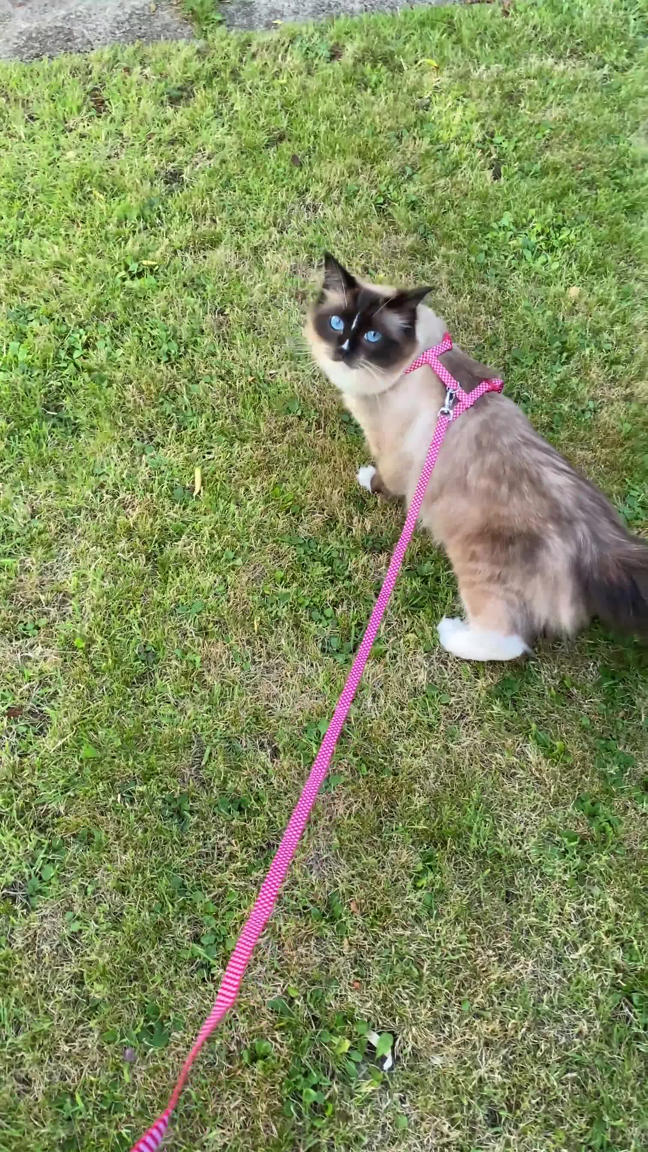 Ragdoll cats for sale: 2 Ragdoll sisters  for adoption  - Video 3