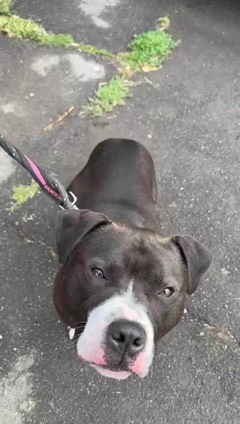 Staffordshire Bull Terrier dogs for adoption: Year old staffie boy available for adoption  - Video 1