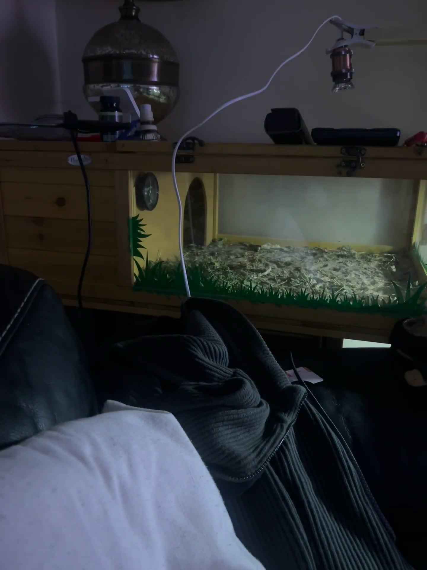 Tortoise reptiles for sale: Tortoise very friendly approximately 2years old  - Video 1