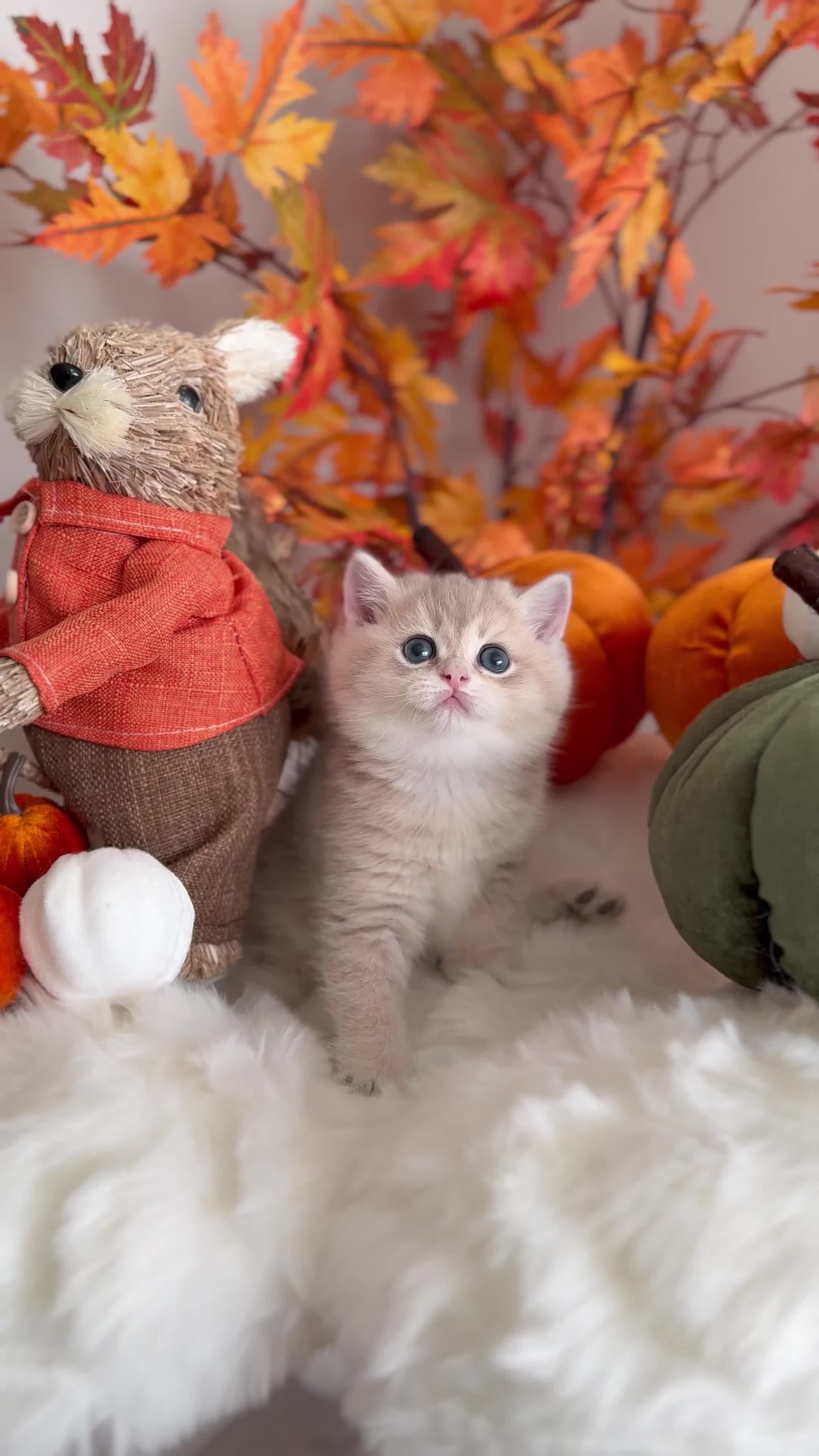 British Shorthair cats for sale: Golden British Shorthair  - Video 3