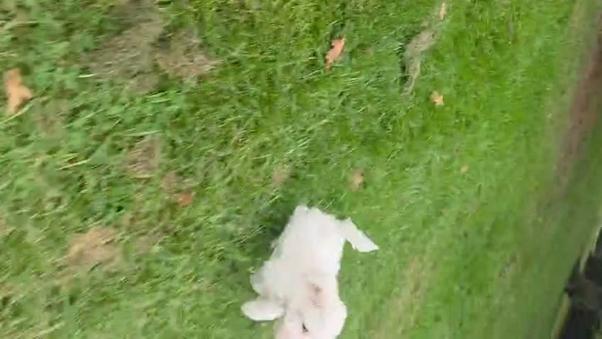 Maltipoo dogs for sale: Ready now! Last boy reduced fully vacc!  - Video 3