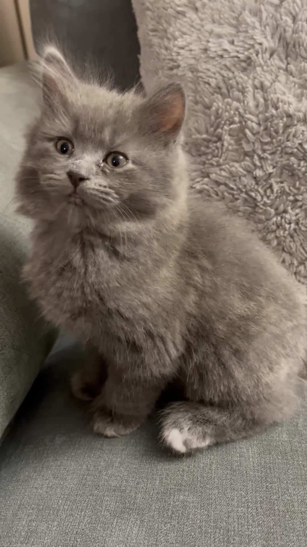 Mixed Breed cats for sale: 3/4 Maine Coon Polydactyl Kittens - Video 1