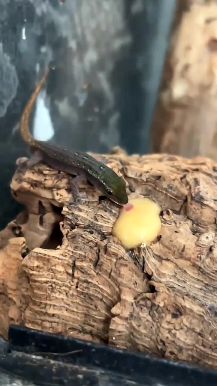 Gecko reptiles for sale: X1 adult Cameroon dwarf gecko (male)  - Video 1