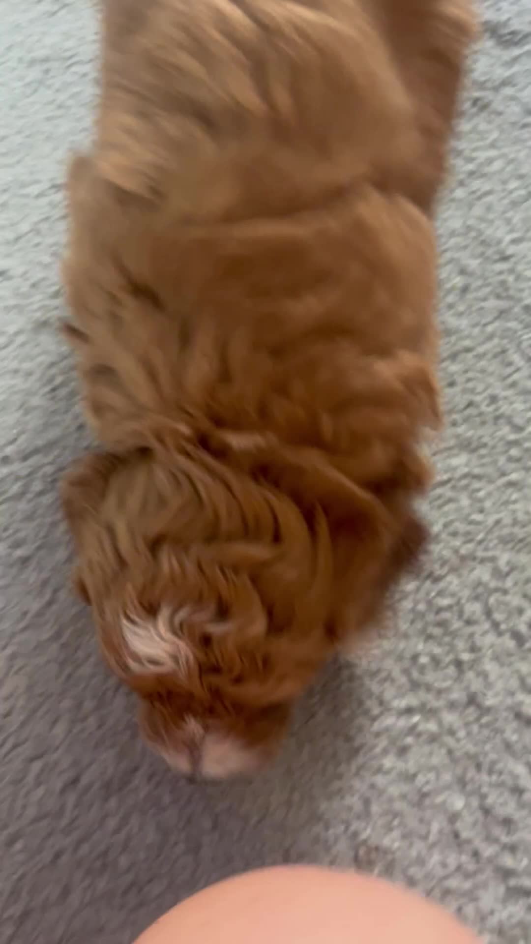 Cavapoo dogs for sale:  cavapoos f1b toy!!!  - Video 2
