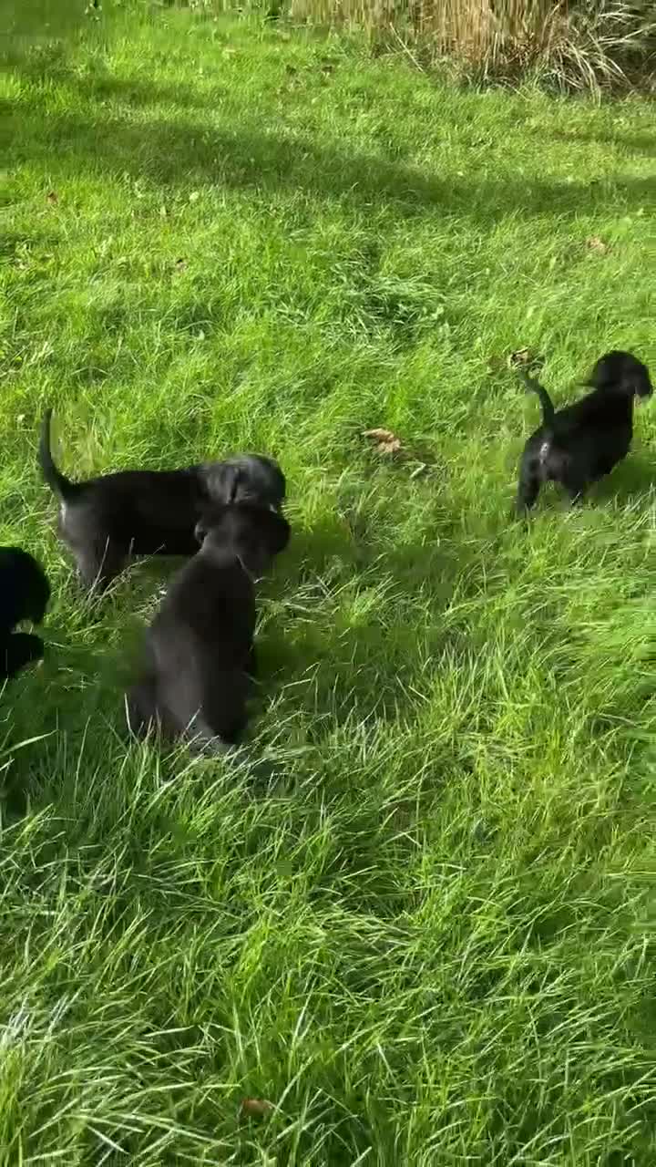 Mixed Breed dogs for sale: Gorgeous Huntaway X GWP Puppies in Turriff - Video 4