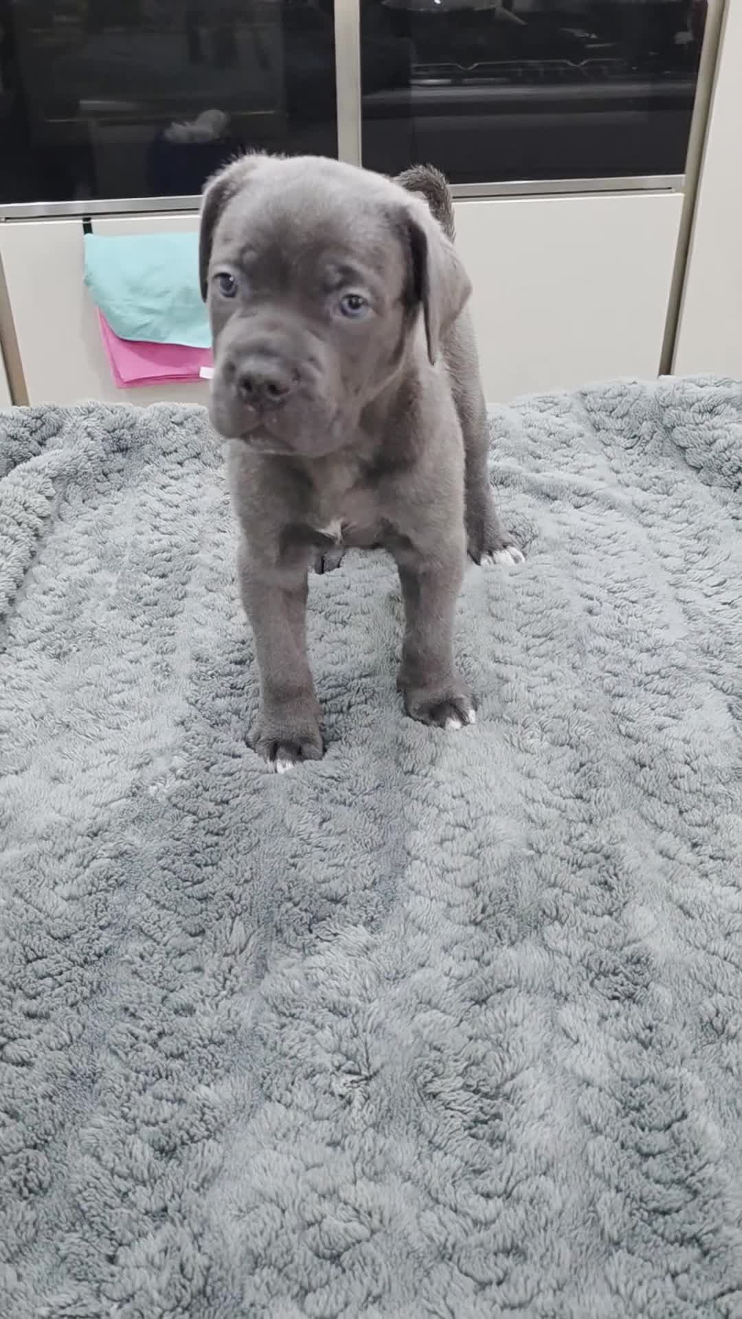 Cane Corso dogs for sale: Cane Corso Puppies - Video 4