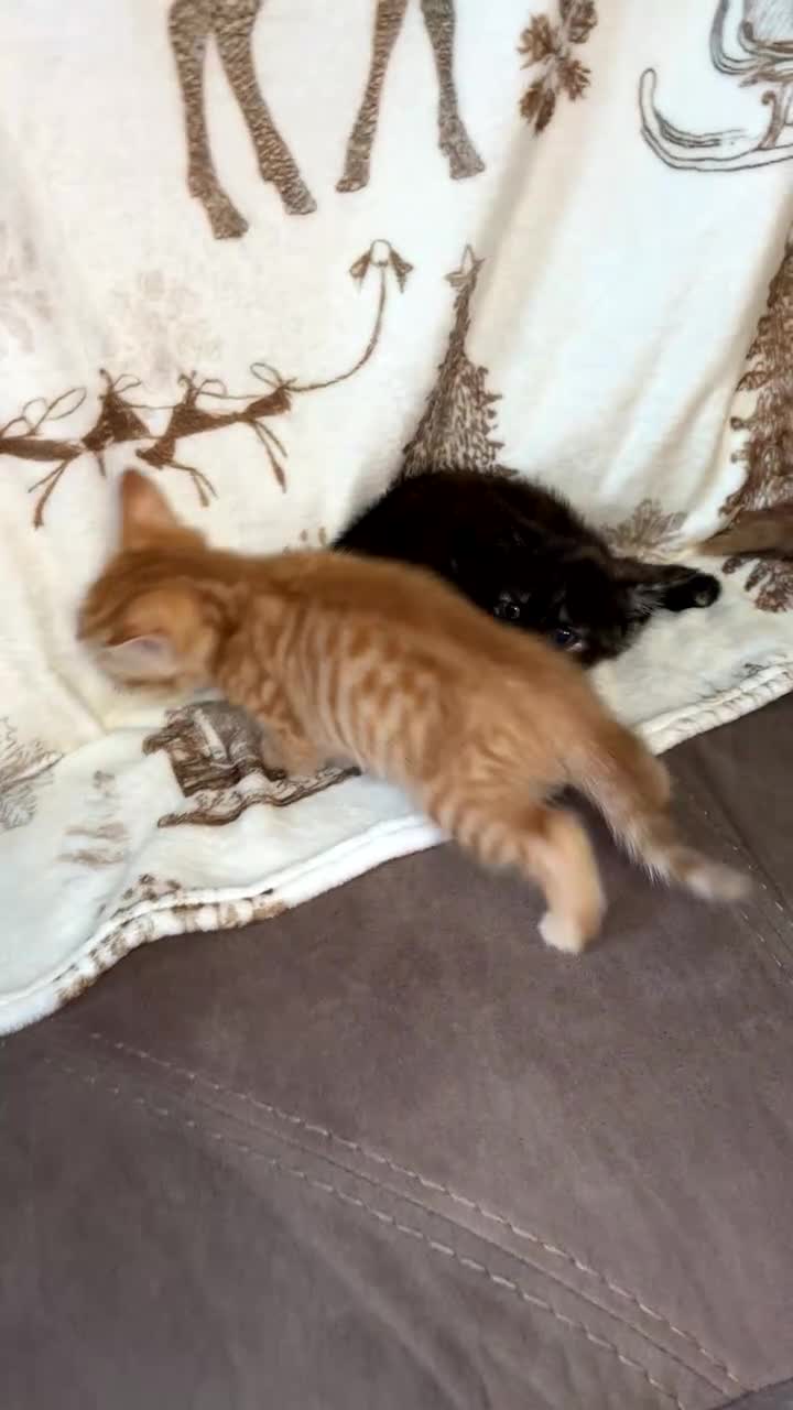 Mixed Breed cats for sale: Calico cross tabby  - Video 2