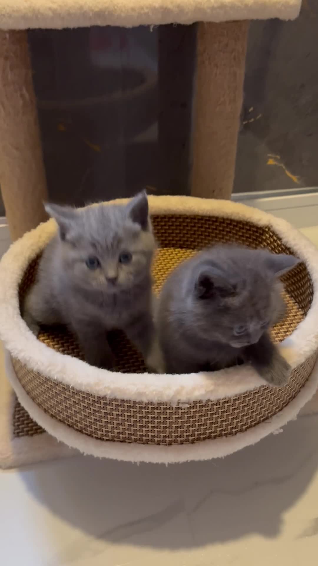 Scottish Fold cats for sale: 🐈‍⬛4 amazing Scottish Fold/Straight kittens - Video 1