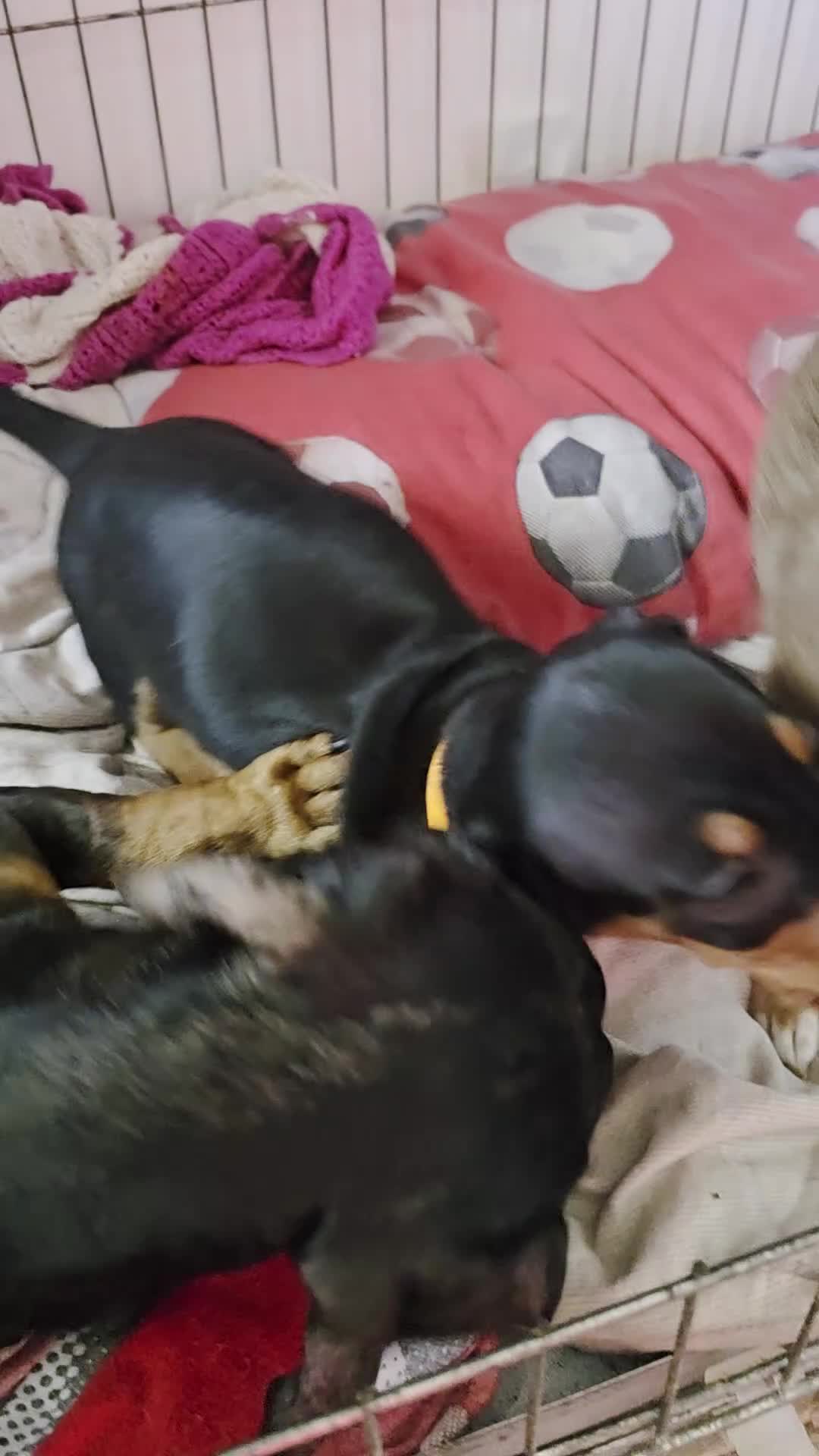 Miniature Dachshund dogs for sale: BLACK/TAN Adorable dachshund puppies for sale😍 - Video 1
