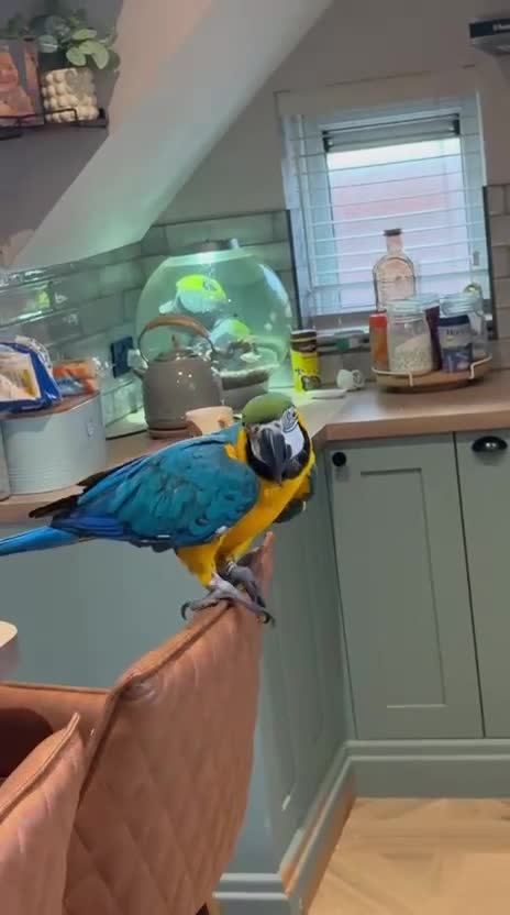 Macaws birds for sale: Blue and gold macaw 18 months old  - Video 1