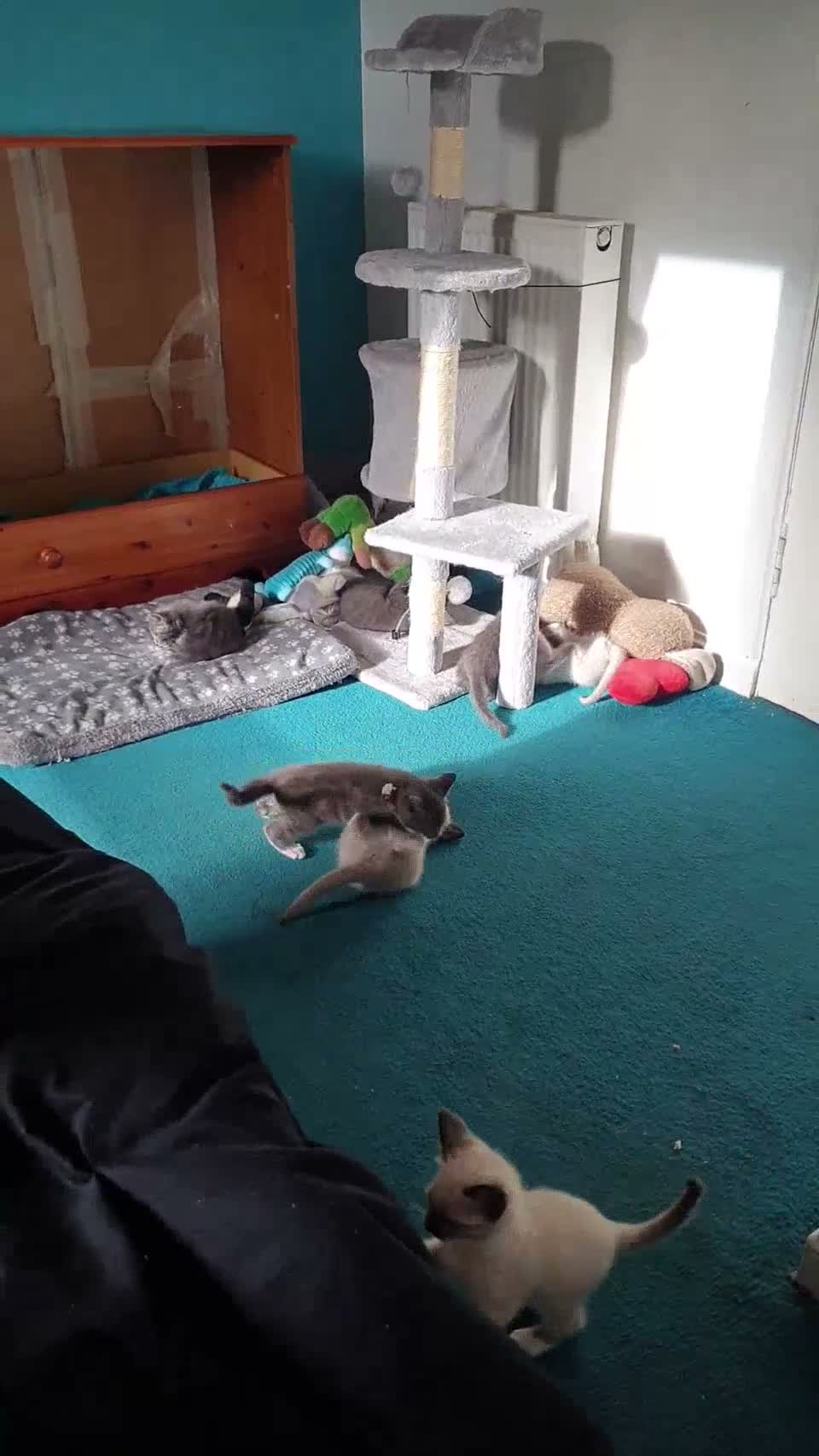 Mixed Breed cats for sale: ***WINONA & MISCHIEF – LAST TWO KITTENS LEFT!!!*** - Video 3