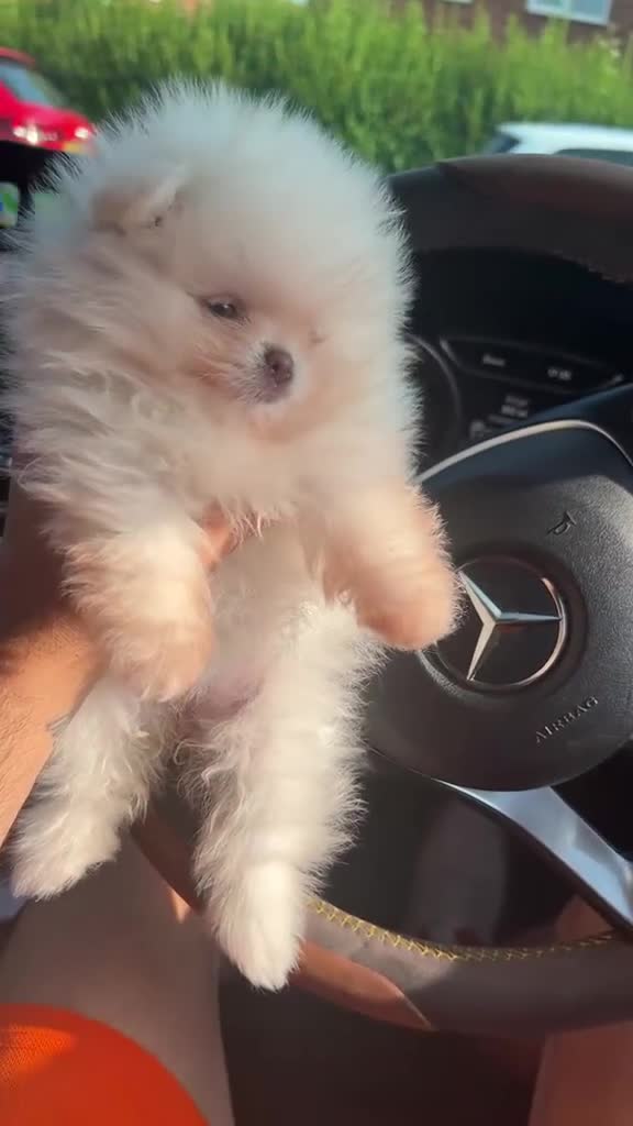 Pomeranian dogs for sale: Our little white baby girl - Video 1