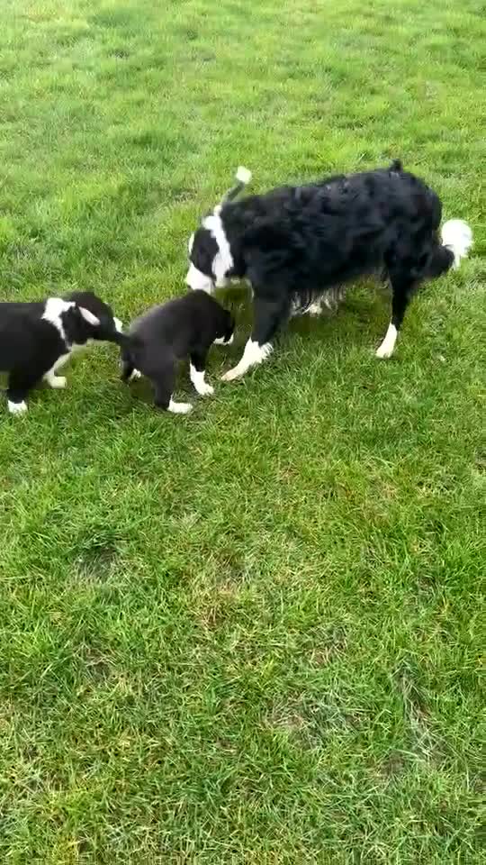 Border Collie dogs for sale: Border Collie pups looking for a new home🏡 in Barnsley - Video 1