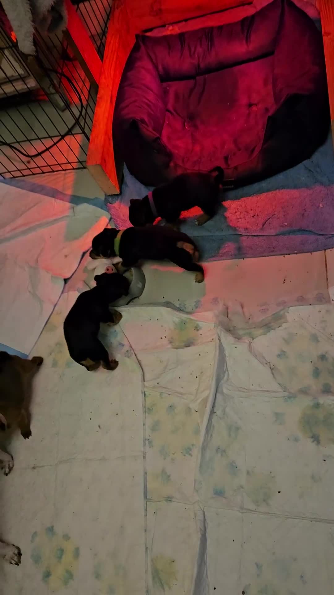 Jack Russell dogs for sale: Gorgeous Jack Russell pups ready to reserve - Video 1