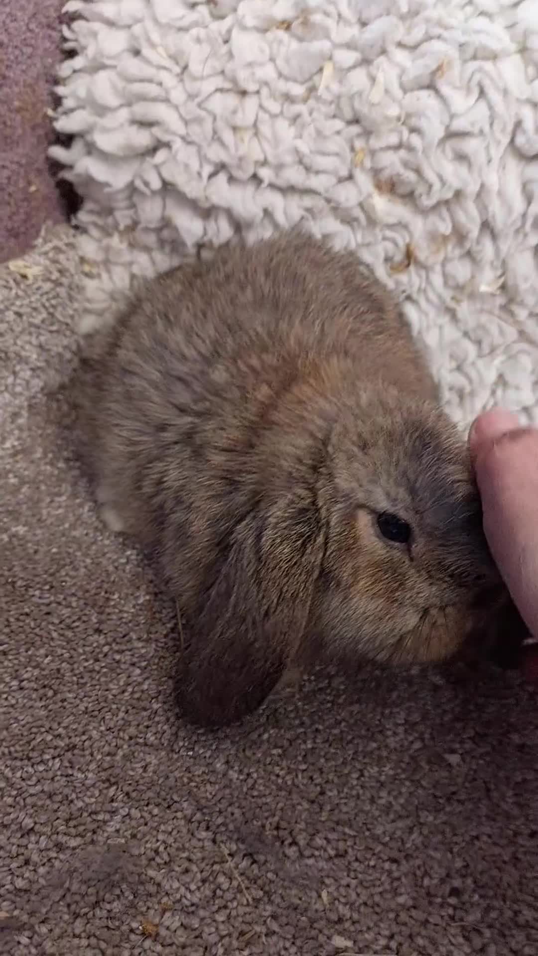 Mini Lop rabbits for sale: Last  minilop baby boy ready to reserve  - Video 1