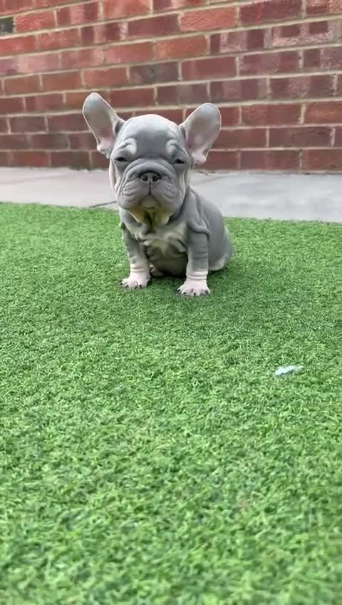 French Bulldog dogs for sale: Beautiful pups- Ready to leave 🏡 - Video 3