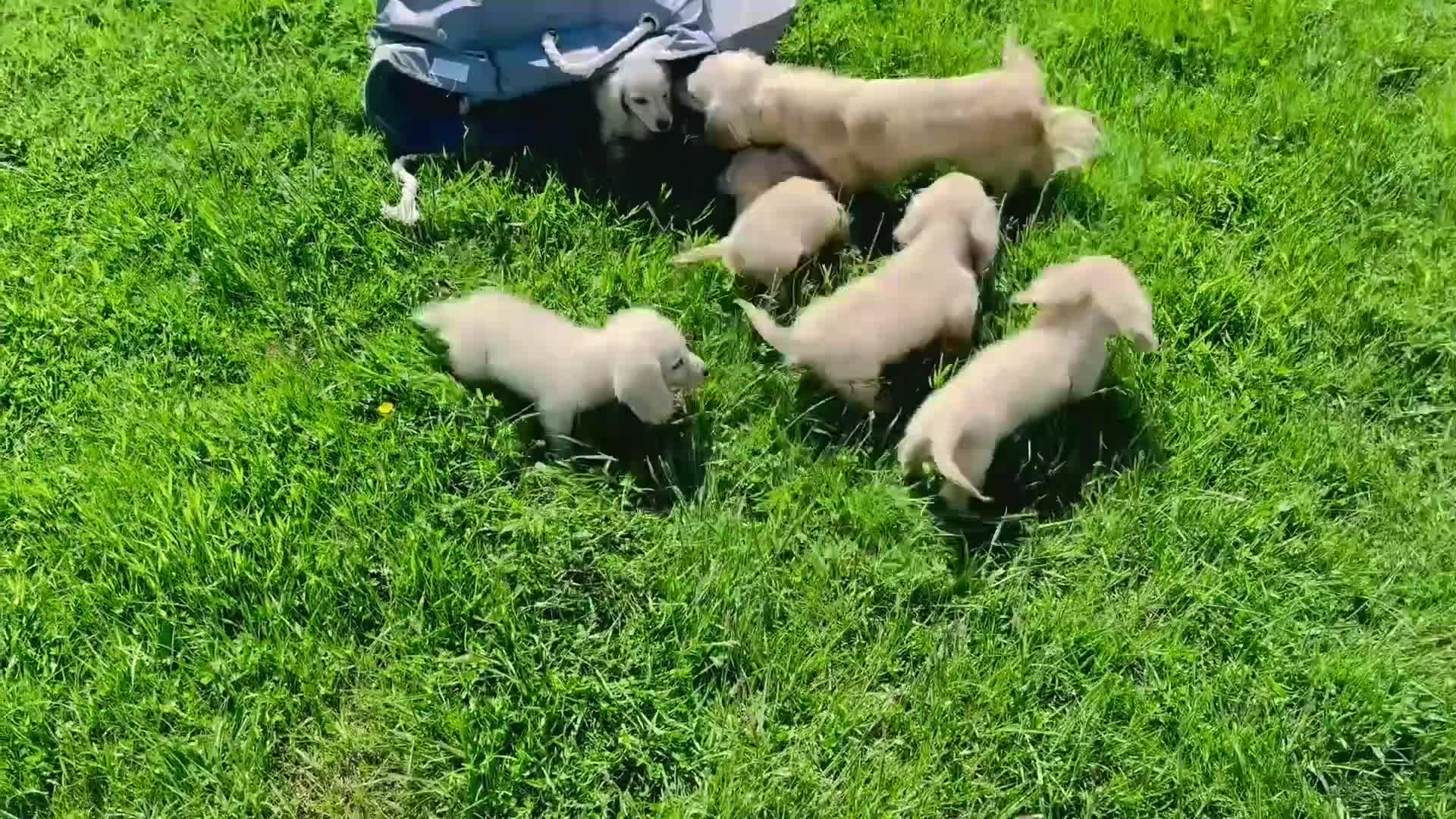 Miniature Dachshund dogs for sale: Cream/blonde long hair kc reg miniature dachshund  - Video 1