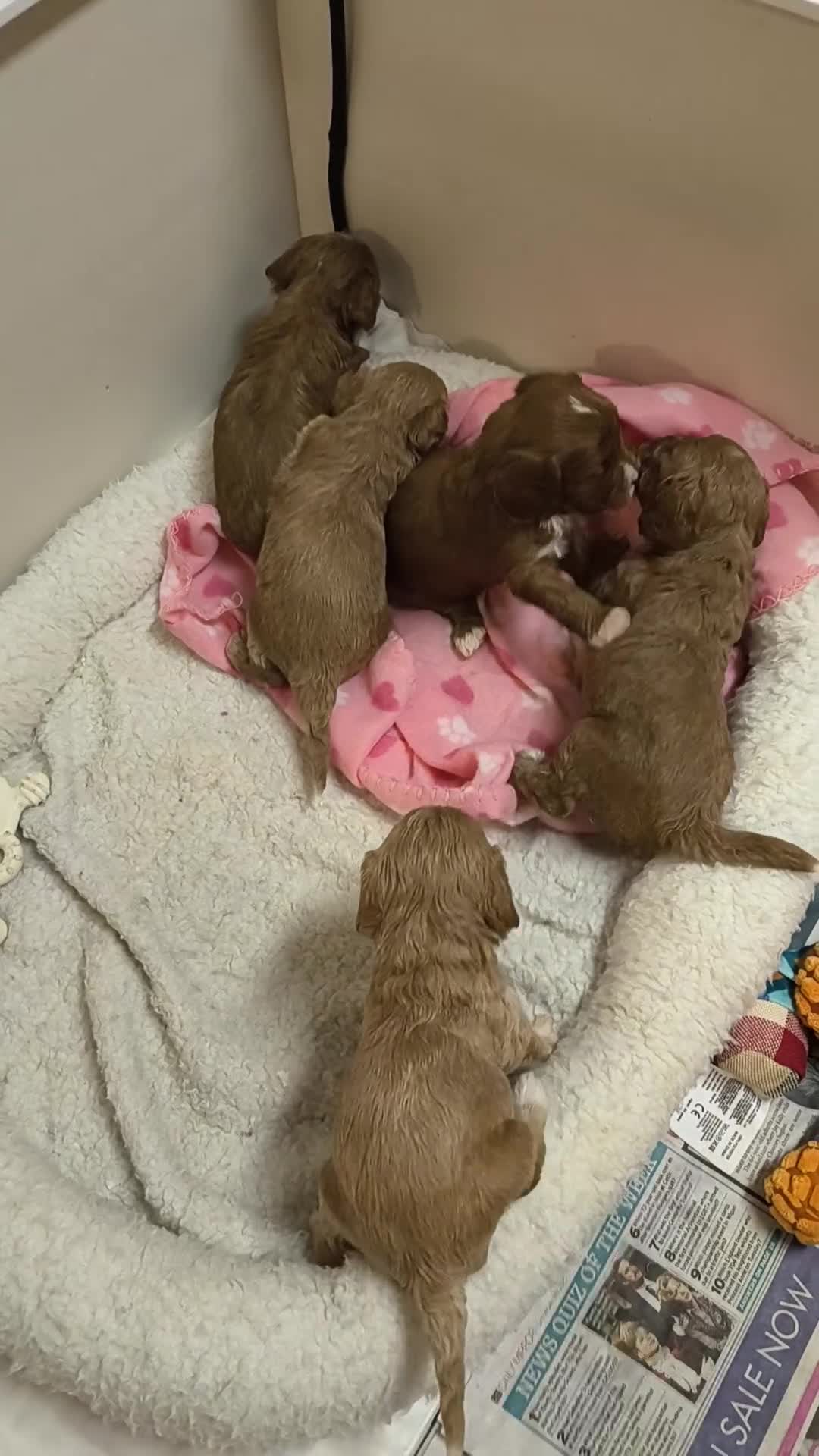 Cavapoo dogs for sale: Stunning litter of F1 cavapoo puppies,DWKC reg  - Video 1