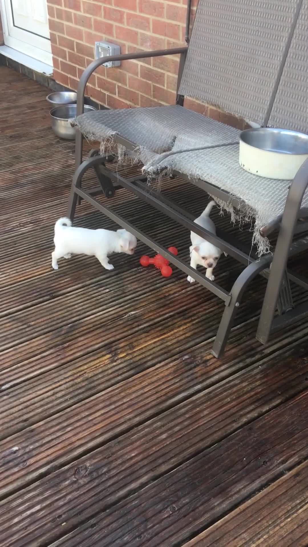 Chihuahua dogs for sale: Two stunning white chihuahuas - Video 2