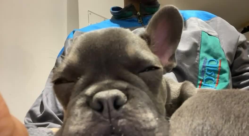 French Bulldog dogs for sale: Mylo - French Bulldog  - Video 2