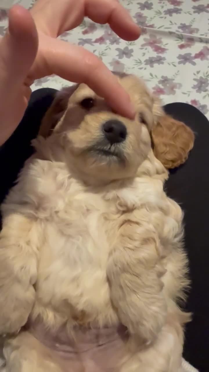 Mixed Breed dogs for sale: Poochon x Doxiepoo - Video 3