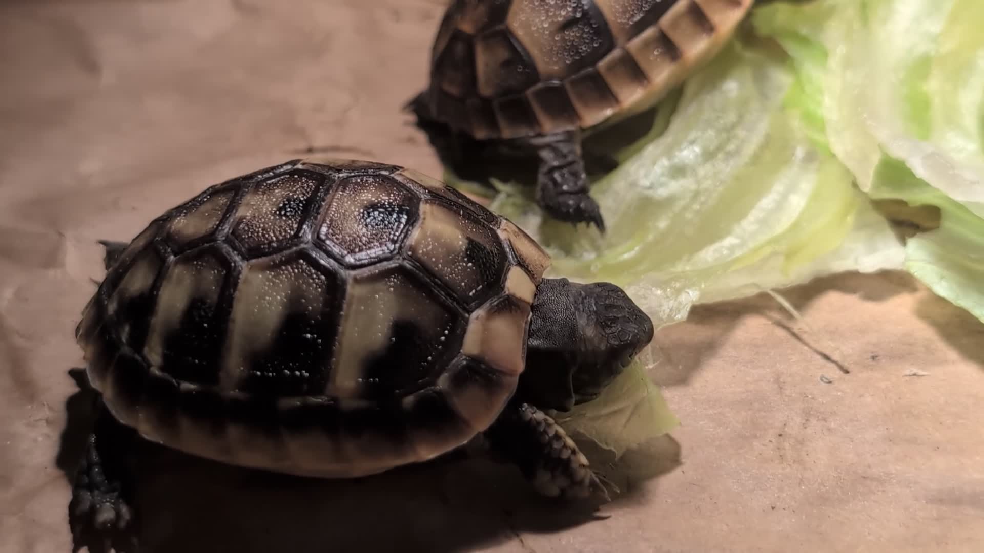 Tortoise reptiles for sale: Spur Thigh and Herman Tortoise  - Video 3