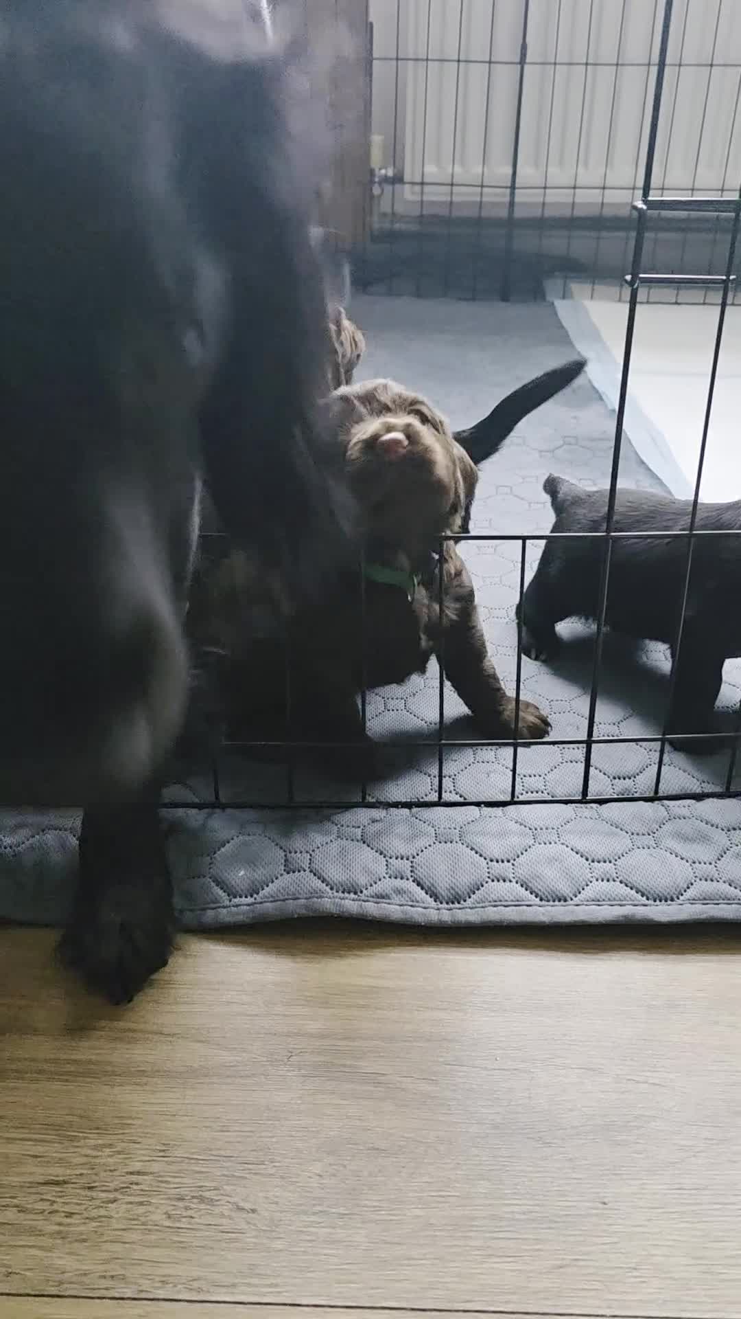 Cocker Spaniel dogs for sale: last puppy (girl) of the Working Cocker Spaniel - Video 1