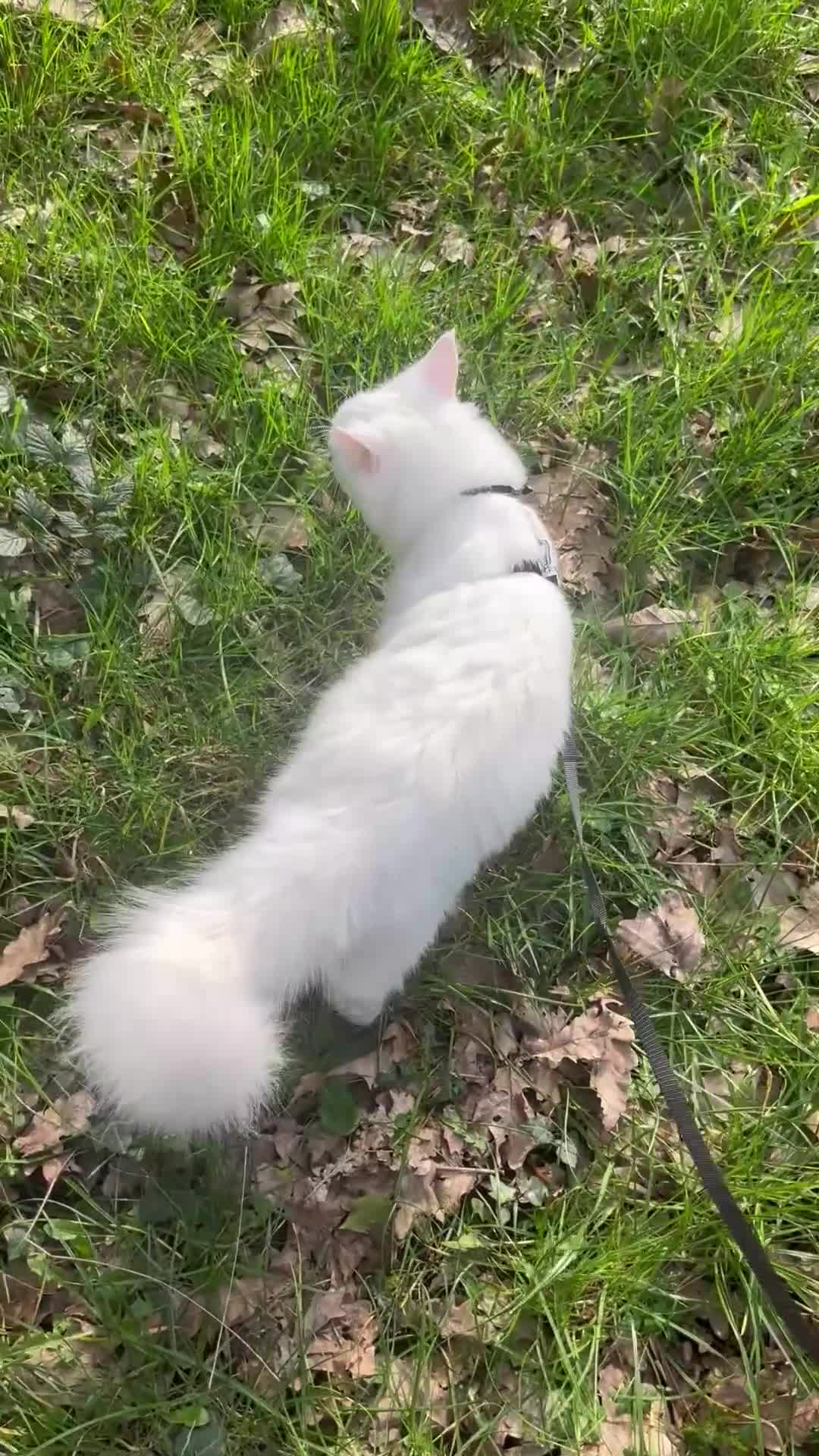 Maine Coon cats for sale: Odd eye white male Maine coon  - Video 1