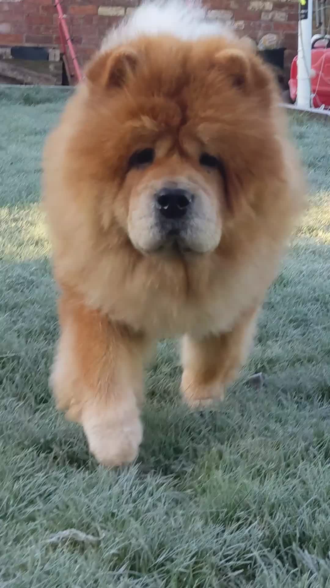 Chow Chow dogs for sale: 5 year old Female Chow Chow for Rehoming - Video 2