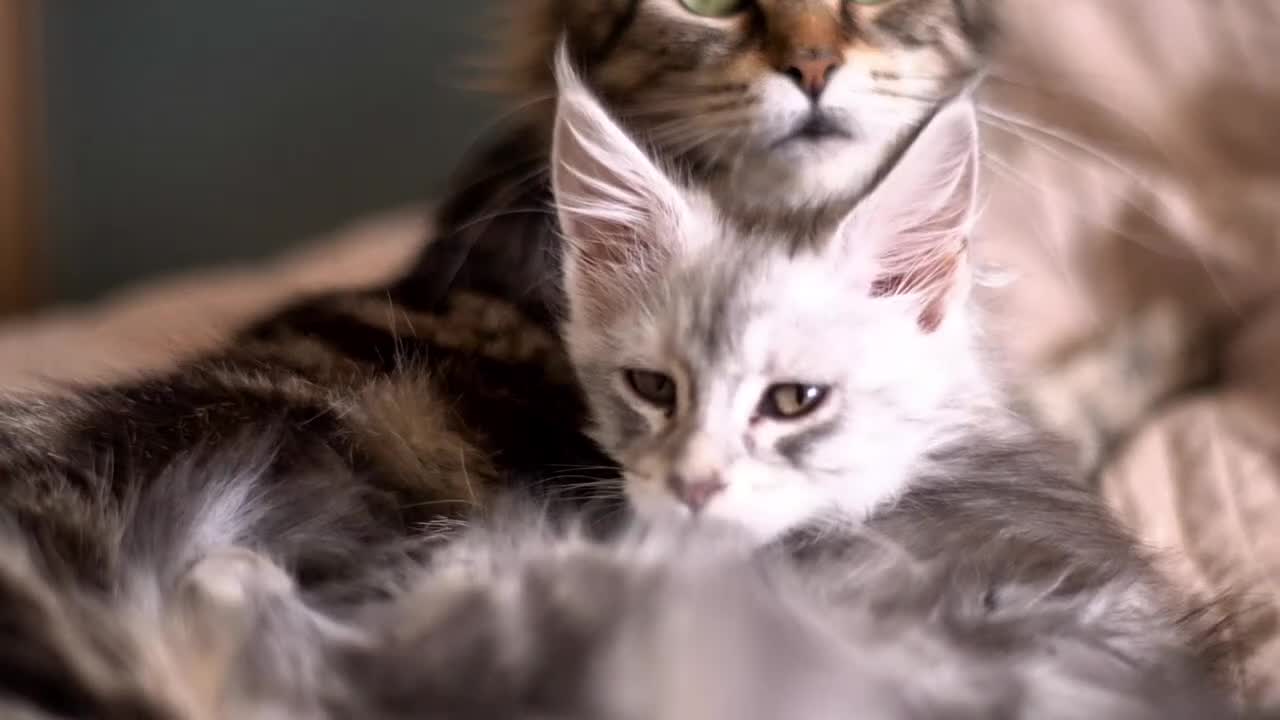 Maine Coon cats for sale: 4 left BlackSilver classic tabby Mainecoon kittens - Video 2