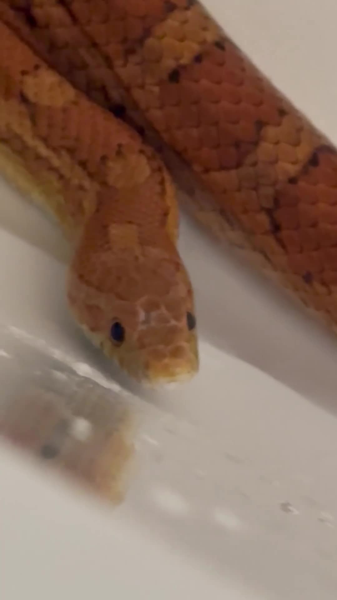 Corn Snake reptiles for sale: Corn Snake + 4ft Viv set up + Accessories  - Video 1