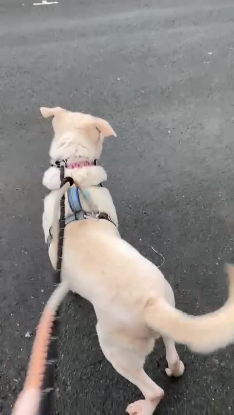 Mixed Breed dogs for sale: Handsome Oliver - Video 1