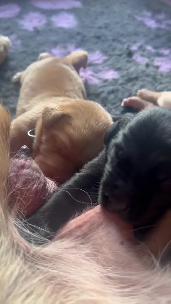 Labrador Retriever dogs for sale: Beautiful Labrador Puppies - Video 1