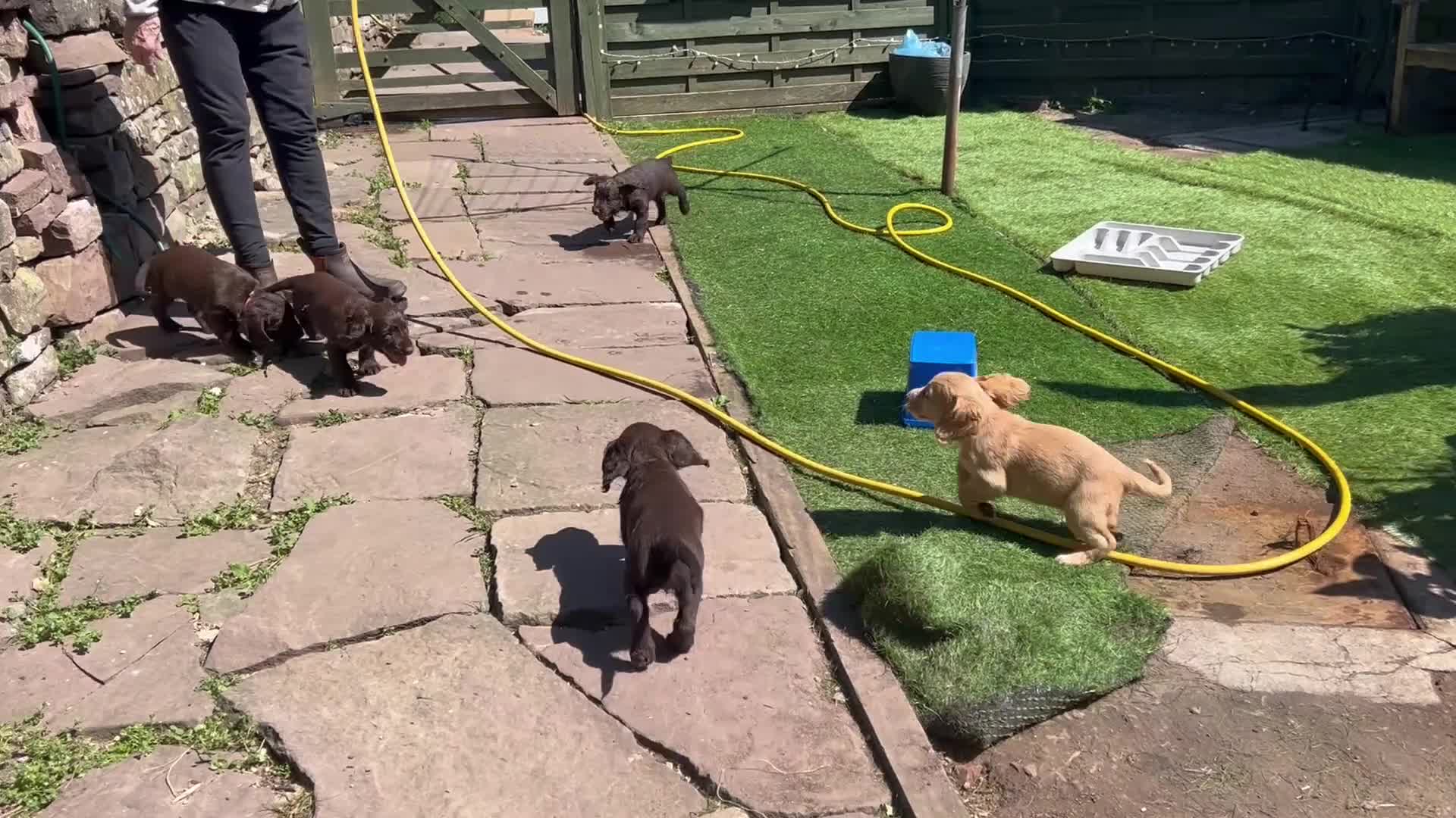Cocker Spaniel dogs for sale: ✨READY NOW KC & DNA Tested Pup Licensed Breeder ✨ - Video 2