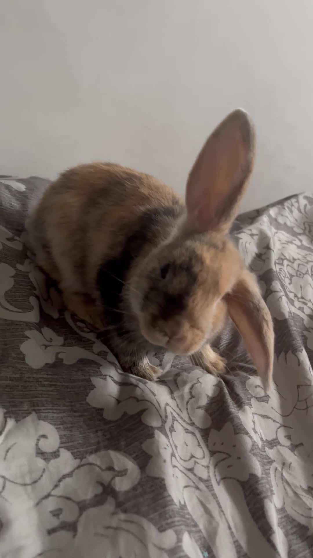 Harlequin rabbits for sale: Beautiful Harlequin Bunny  - Video 2