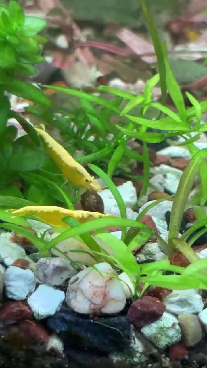 Catfish fish for sale: Aquarium fish, shrimp, and plants. WIDE selection - Video 3