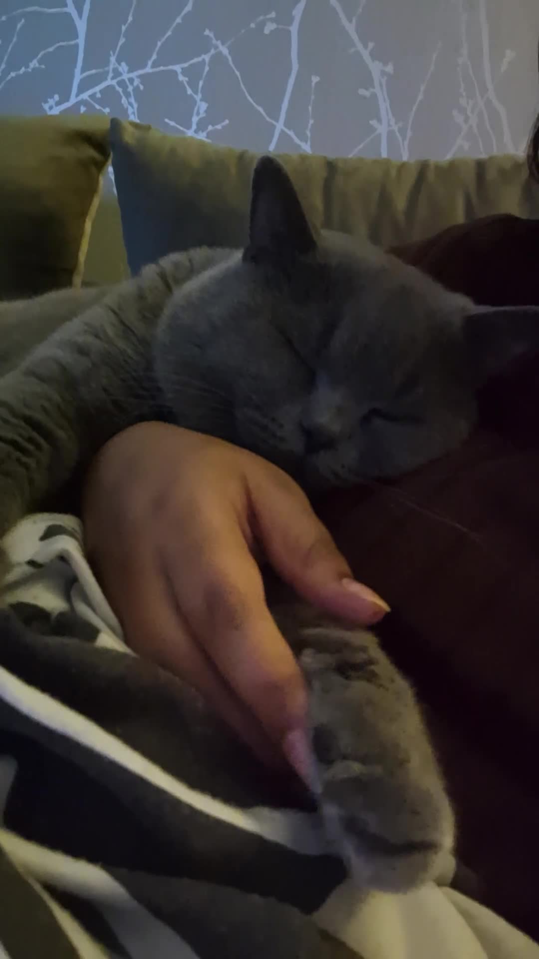 British Shorthair cats for sale: Beautiful British Shorthair Boy.. 😺 - Video 1